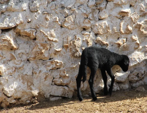Oveja Negra Manchega