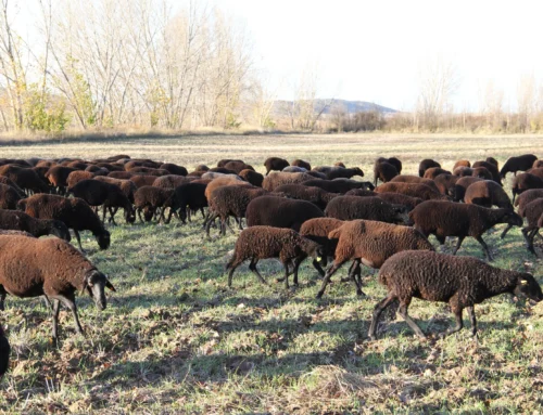 ¿Qué es un queso ecológico?